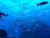 145 - Dive2-1 El Boiler
