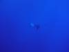 148 - Dive2-2 El Boiler