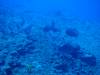 121 - Dive2-3 El Boiler