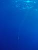 127 - Dive2-4 El Boiler