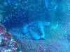 104 - Dive3-2 Roca Partida