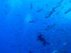 107 - Dive3-3 Roca Partida