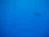 139 - Dive3-3 Roca Partida