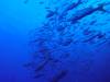 104 - Dive3-4 Roca Partida