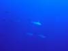 110 - Dive3-4 Roca Partida