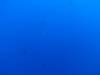 125 - Dive3-4 Roca Partida