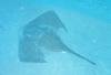 103 - Dive4-1 Punta Tosca