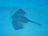 104 - Dive4-1 Punta Tosca