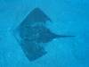 105 - Dive4-1 Punta Tosca