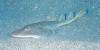 106 - Dive4-1 Punta Tosca
