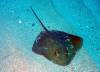 110 - Dive4-1 Punta Tosca
