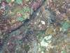 111 - Dive4-1 Punta Tosca