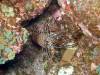 112 - Dive4-1 Punta Tosca