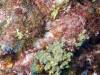 113 - Dive4-1 Punta Tosca