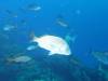 115 - Dive4-1 Punta Tosca