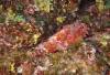 117 - Dive4-1 Punta Tosca