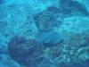 101 - Dive4-2 Punta Tosca
