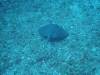 102 - Dive4-2 Punta Tosca