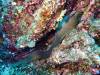 105 - Dive4-2 Punta Tosca