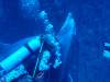105 - Dive5-1 Cabo Pierce