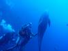 107 - Dive5-1 Cabo Pierce