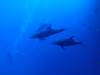 112 - Dive5-1 Cabo Pierce