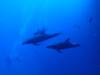 113 - Dive5-1 Cabo Pierce