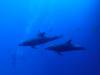 114 - Dive5-1 Cabo Pierce