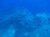 130 - Dive5-1 Cabo Pierce