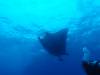 117 - Dive5-2 Cabo Pierce