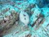 105 - Dive5-3 Cabo Pierce