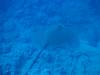 106 - Dive5-3 Cabo Pierce