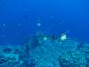 107 - Dive5-3 Cabo Pierce