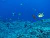108 - Dive5-3 Cabo Pierce