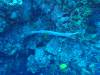 114 - Dive5-3 Cabo Pierce