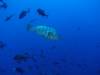 115 - Dive5-3 Cabo Pierce