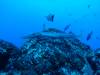 120 - Dive5-3 Cabo Pierce