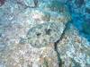 101 - Dive5-4 Cabo Pierce