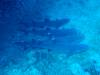 103 - Dive5-4 Cabo Pierce