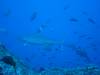 114 - Dive6-1 El Cannon
