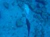 129 - Dive6-1 El Cannon
