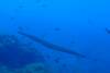 134 - Dive6-1 El Cannon