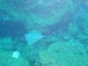 102 - Dive6-3 Las Cuevitas