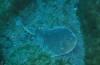 103 - Dive6-3 Las Cuevitas