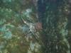 104 - Dive6-3 Las Cuevitas