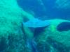 105 - Dive6-3 Las Cuevitas