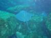 108 - Dive6-3 Las Cuevitas