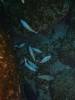 114 - Dive6-3 Las Cuevitas