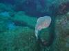 118 - Dive6-3 Las Cuevitas
