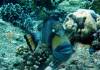 Dive1-2 Jessie Beazley North East Wall-123 Dive1-2 Jessie Beazley North East Wall